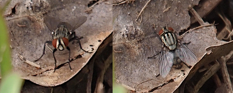 [Two photos spliced together. The fly stands on a curved brown leaf. On the left it faces the camera head on. Its large red-brown eyes are on the top sides of its head and comprise most of the head. There is a black stripe between the eyes on top and it either splits into an O shape or the mouth opens to the sides. The rest of the head is white. On the left is a top-down view with its large brown-red eyes upward and its clear wings downward. The body has vertical stripes from the eyes to the wings. The stripes alternate black and pale dirty yellow. The all-black legs are spread away from the body in both photos.]